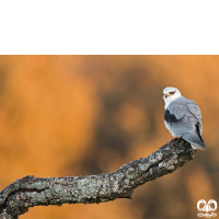 گونه کورکور بال سیاه Black-winged Kite